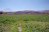 Arequipa, the Countryside (La Campia)